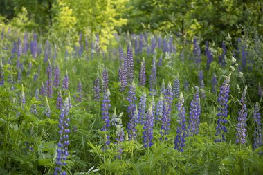 Doğanın güzel çiçekli ve soyut arka planı.
