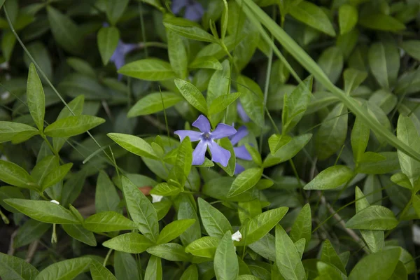Vinca minor periwinkle é uma espécie de planta com flor pertencente à família Asteraceae. . — Fotografia de Stock