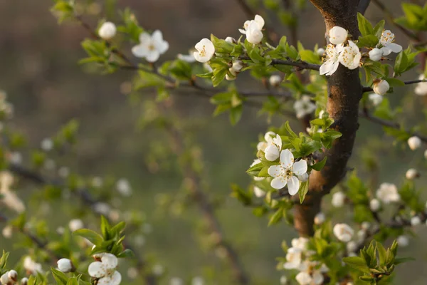 Våren blossom bakgrund. Vacker natur scen med blommande träd. — Stockfoto