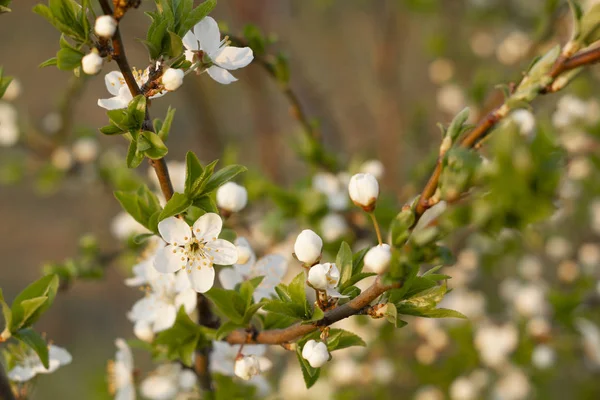 Våren blossom bakgrund. Vacker natur scen med blommande träd. — Stockfoto