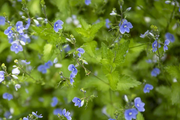 Floresta planta fundo, flores pequenas azuis e folhas verdes frescas com luzes solares — Fotografia de Stock
