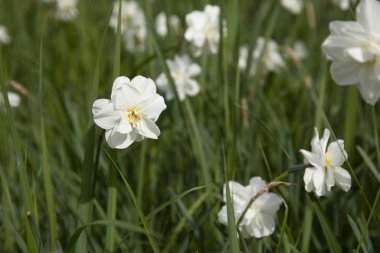 Narcissus çiçeği. Narcissus nergis çiçekleri ve yeşil yapraklar arka plan.