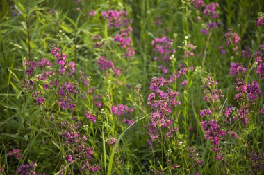 Purple spring flowers in a forest