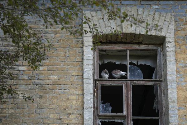 Broken window of ruined with two birds — Zdjęcie stockowe