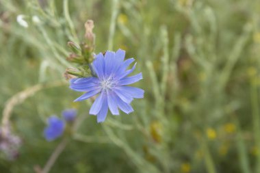Yaygın hindiba Cichorium intybus çiçekleri.