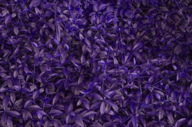 Güzel eflatun tonlu mor mor yapraklı yapraklar. Yumuşak seçici odak.