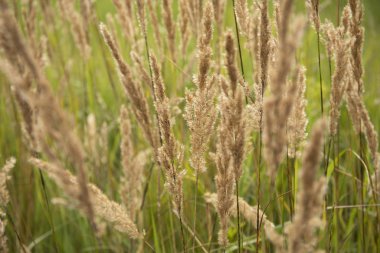 Idyllic yaz sabahı sahada