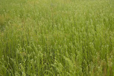 Çiçek açan bitkilerin olduğu yaz manzarası