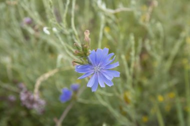 Yaygın hindiba Cichorium intybus çiçekleri.