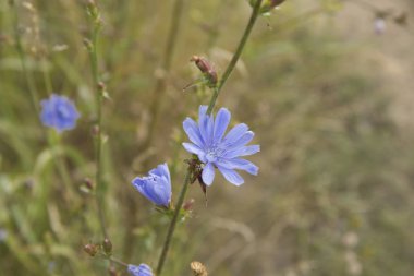 Yaygın hindiba Cichorium intybus çiçekleri.