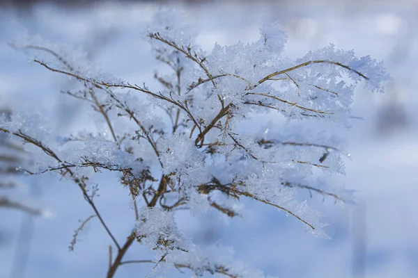 Зимние ветви деревьев в инею на фоне снега и белого неба — стоковое фото