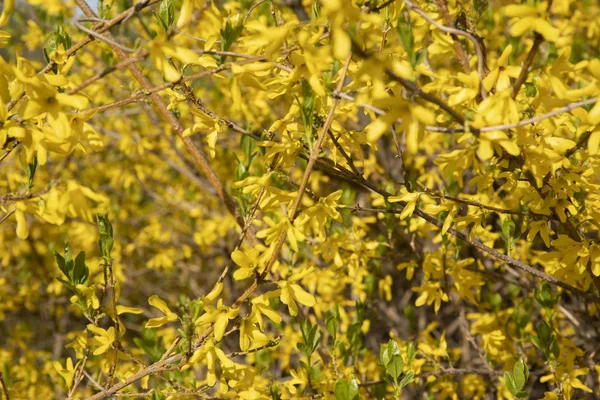 Žluté květy keře Forsythia v jarním květu — Stock fotografie