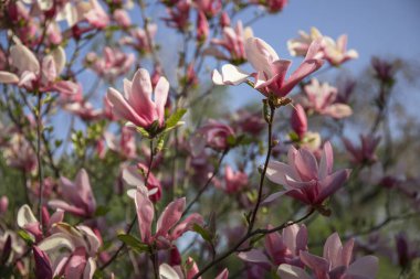Beyaz ve pembe Magnolia mavi gökyüzüne karşı çiçek açar.