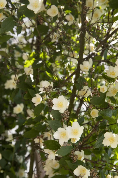 Image de printemps avec de délicates fleurs de jasmin aux rayons du soleil du printemps — Photo