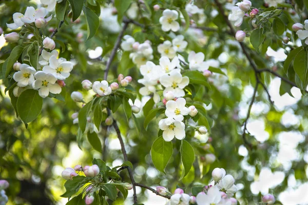 Wiosenne Tło Piękna Scena Natury Kwitnącym Drzewem Wiosenny Obraz — Zdjęcie stockowe