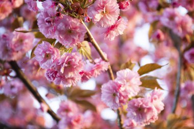 Güzel pembe sakura çiçeklerin sabah kapatın. Kiraz çiçeği