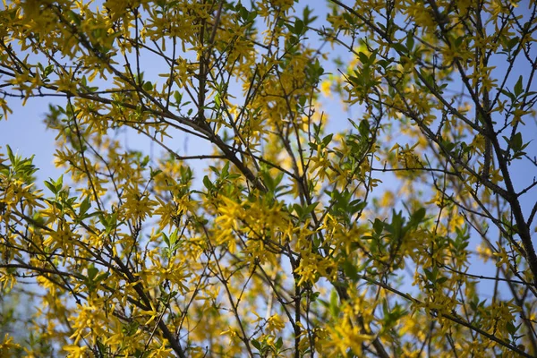 春に黄色のブッシュの花を咲かせます — ストック写真