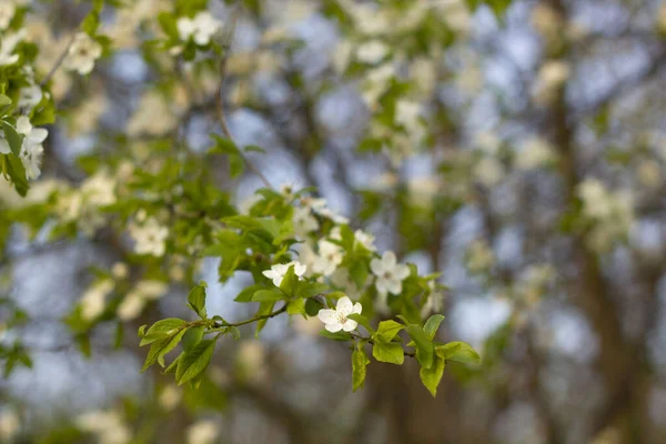 春の花の背景 満開の木と美しい自然シーン 春のイメージ — ストック写真