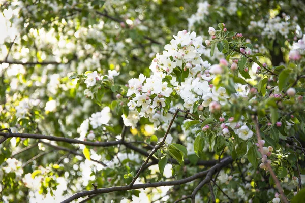 Wiosenne Tło Piękna Scena Natury Kwitnącym Drzewem Wiosenny Obraz — Zdjęcie stockowe