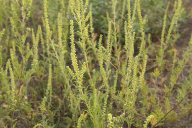 Dışarıda yetişen yabani otlar, açık havada yaygın bir alerji.