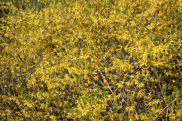 春に黄色のブッシュの花を咲かせます — ストック写真