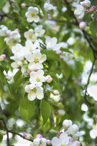 Fond Fleur Printemps Belle Scène Nature Avec Arbre Fleurs Image — Photo