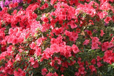 Savurgan mercan pembesi açelya baharda çiçek açıyor