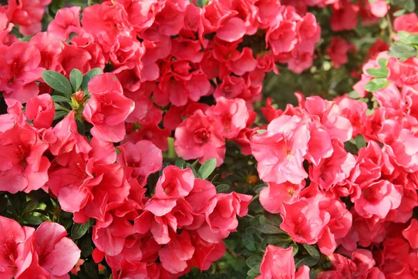 Överdådig Korall Rosa Azalea Blommar Vår Trädgård — Stockfoto