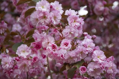 Bahar çiçeği arka planı. Çiçek açan ağaçla güzel bir doğa sahnesi. İlkbahar resmi