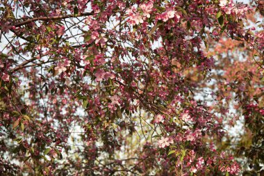 Bahar çiçeği arka planı. Çiçek açan ağaçla güzel bir doğa sahnesi. İlkbahar resmi