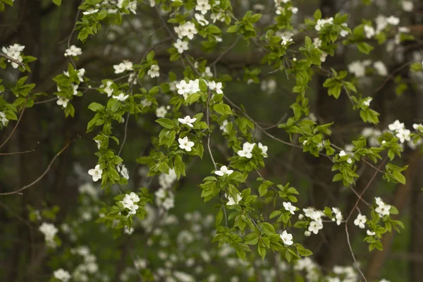 Voorjaarsbloesem Achtergrond Prachtige Natuur Met Bloeiende Boom Voorjaarsbeeld — Stockfoto