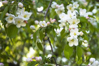 Bir bahar gününde çiçekli güzel bir ağaç..
