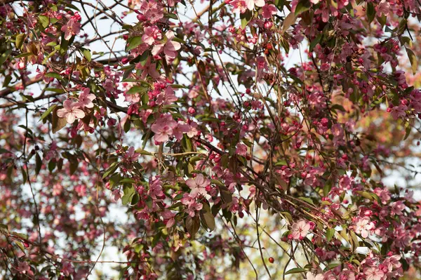 朝一番のピンクの桜。桜 — ストック写真