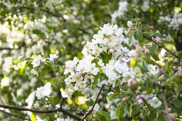 Piękne drzewo z kwiatami w wiosenny dzień. — Zdjęcie stockowe