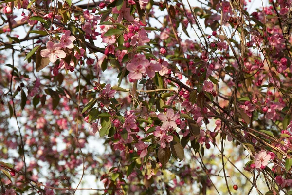 Frühling blumigen Hintergrund. Schöne Naturszene mit blühendem Baum. — Stockfoto
