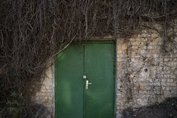 Suche gałęzie pnącza wspinające się na starą ścianę z drewnianymi drzwiami — Zdjęcie stockowe