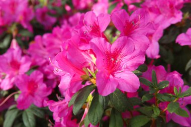 Açelya 'nın pembe çiçekleriyle güzel bir bahar görüntüsü.