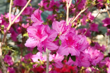 Açelya 'nın pembe çiçekleriyle güzel bir bahar görüntüsü.