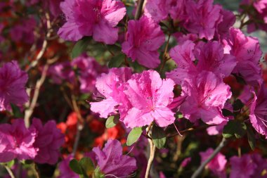 Açelya 'nın pembe çiçekleriyle güzel bir bahar görüntüsü.