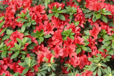 Muhteşem bahar açelya çiçekleriyle süslü güzel bir çiçek duvarı resmi.