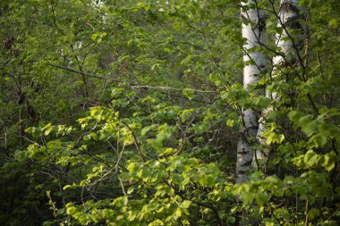 Huş ağacının parlak yeşil yapraklı bahar arkaplanı