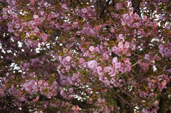 Zbliżenie Kwiatów Piękny Sakura Pink Rano Kwiat Wiśni — Zdjęcie stockowe