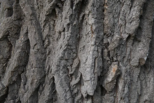 Textura Corteza Árbol Madera Vieja Natural Cerca — Foto de Stock