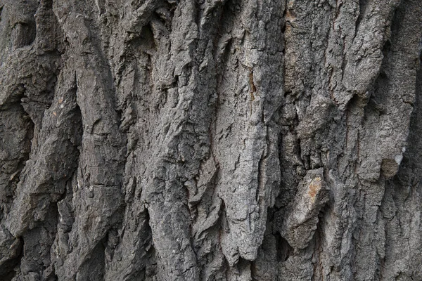 Natuurlijke Oude Hout Boom Schors Textuur Close Rechtenvrije Stockafbeeldingen