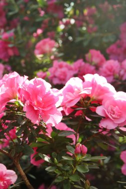 Açelya 'nın pembe çiçekleriyle güzel bir bahar görüntüsü.