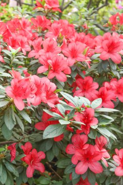 Savurgan mercan pembesi açelya baharda çiçek açıyor