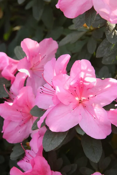Imagem Bela Primavera Com Flores Rosa Azálea Perto — Fotografia de Stock