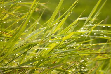 Işıl ışıl çiğ damlaları ve güneş ışığıyla yeşil çimlerin soyut görüntüsü