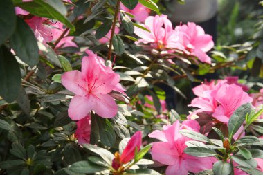 Baharda açan pembe açelya çalısı