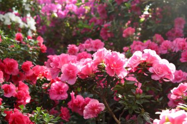 Baharda açan pembe açelya çalısı